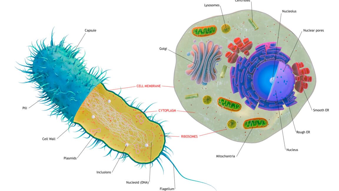 Study reveals complex cells arose through successive waves of horizontal gene transfer