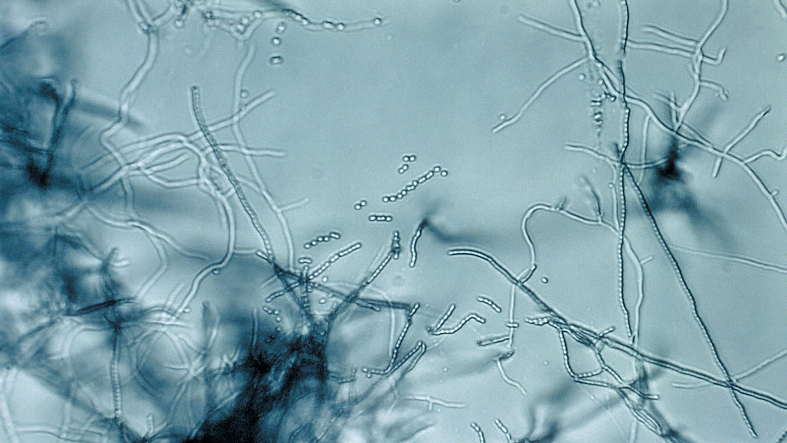 Researchers discover antibiotic megacluster strategy against drug-resistant bacteria