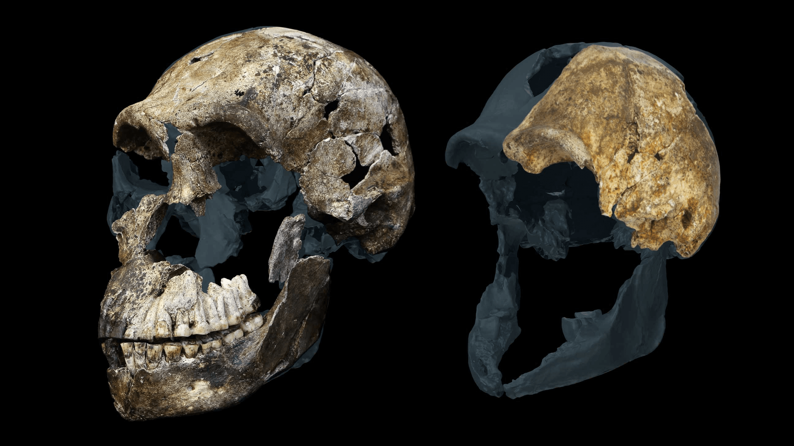 All Homo naledi skeletons in South African cave are female, analysis reveals