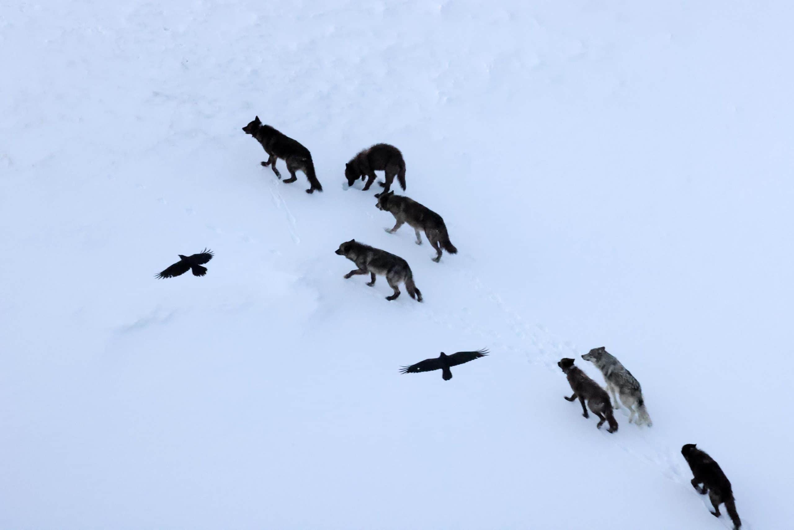 Ravens use mental maps to predict wolf kills in Yellowstone study