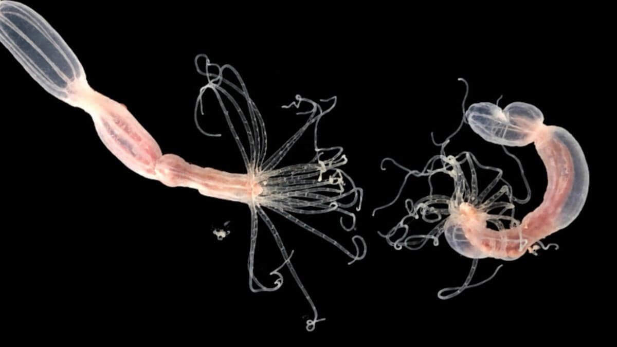 Sea anemone reveals ancient viral defence mechanism unknown in other animals