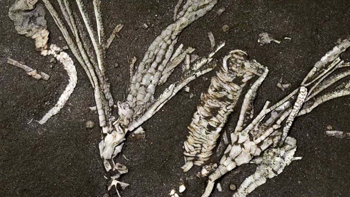 Second intact soft-tissue fossil of 450-million-year-old crinoid discovered