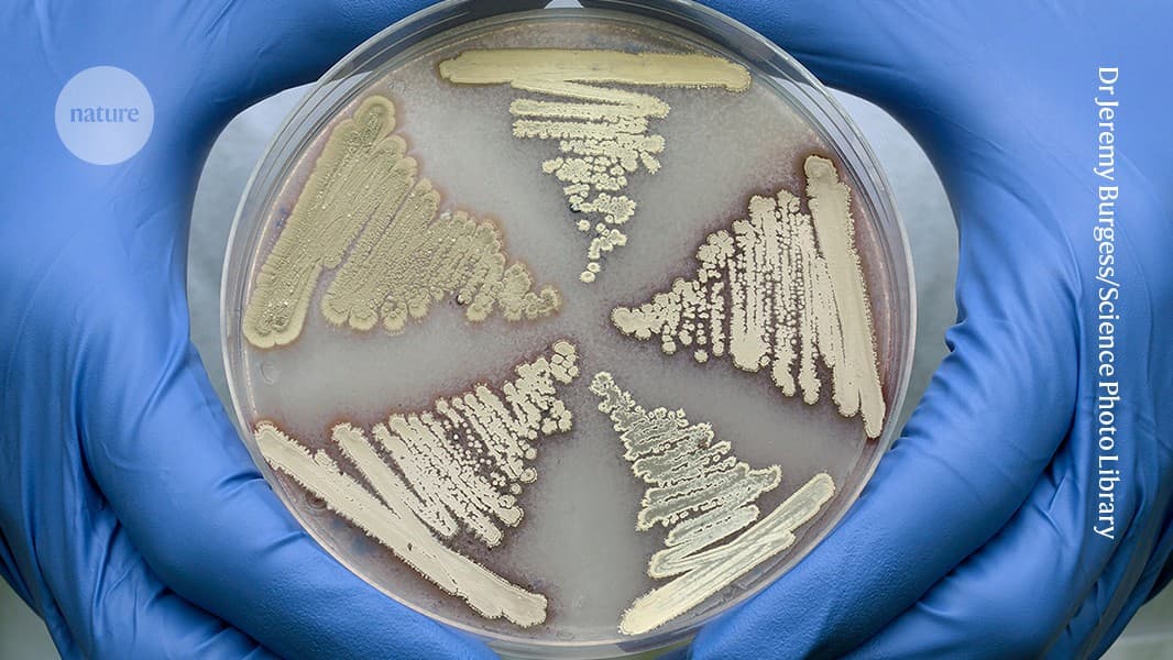 Soil bacteria produce antibiotic cocktail that defeats drug-resistant pathogens