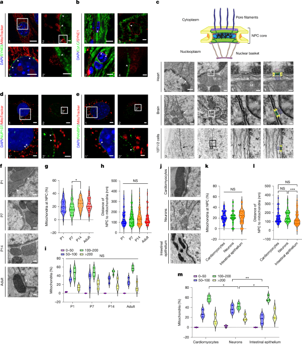 Mitochondria directly supply nuclear energy via protein interaction pathway