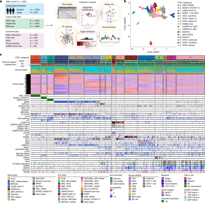 AML classified into 16 epigenomic subtypes, reshaping treatment approaches