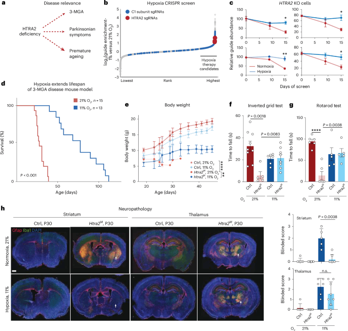 Lowering oxygen levels reverses mitochondrial disease in mice