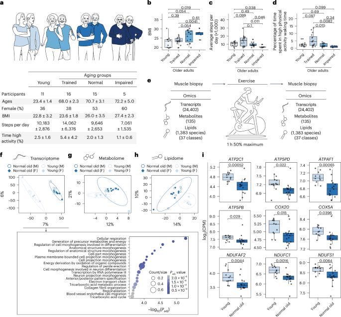 Exercise slows molecular aging in human muscle, study finds