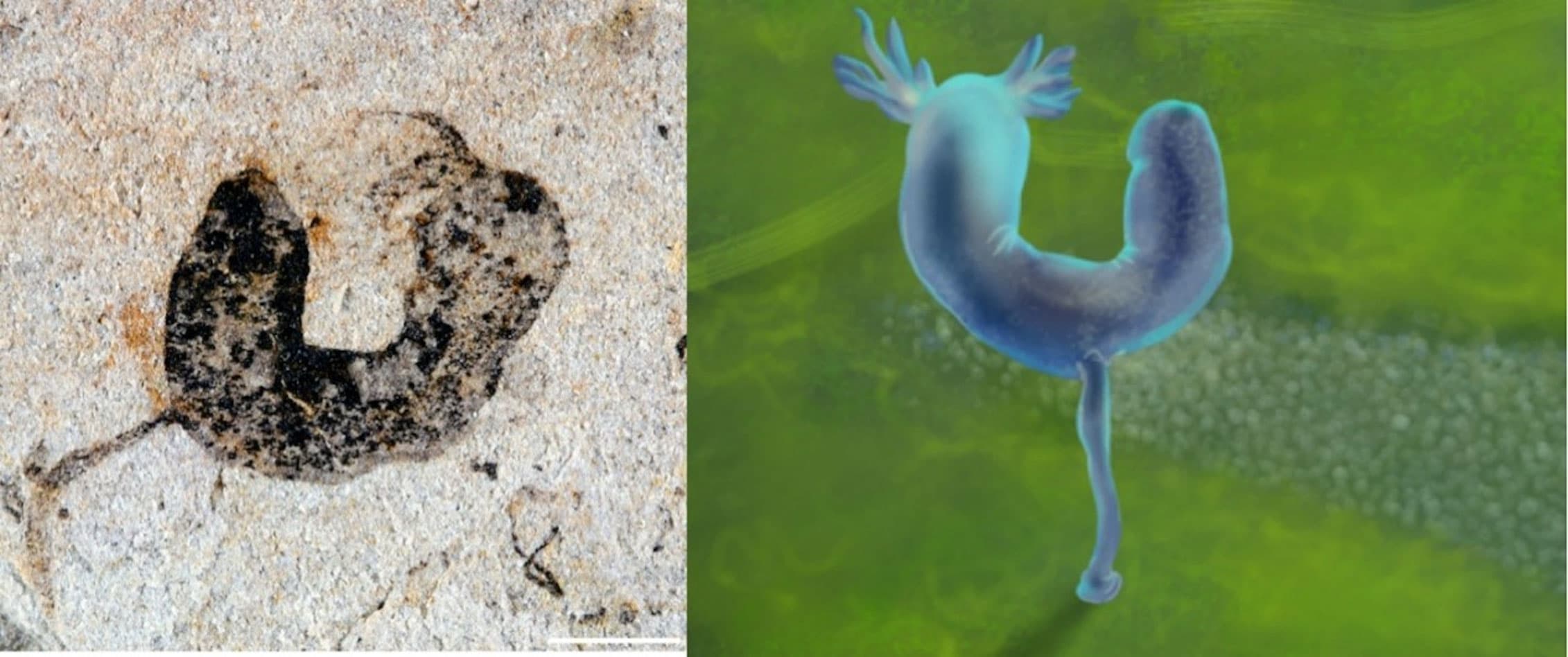 Fossils push back origins of complex animal life by millions of years