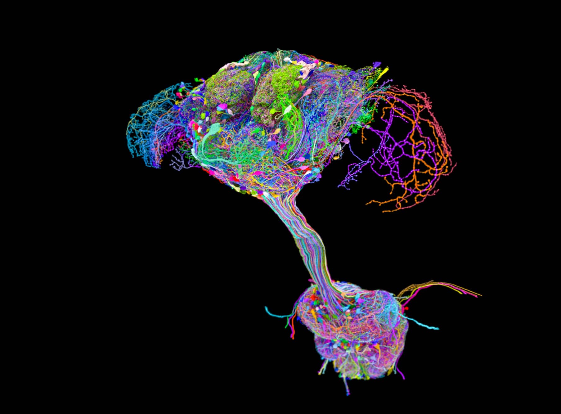 Scientists map complete fruit fly connectome, revealing distributed neural control