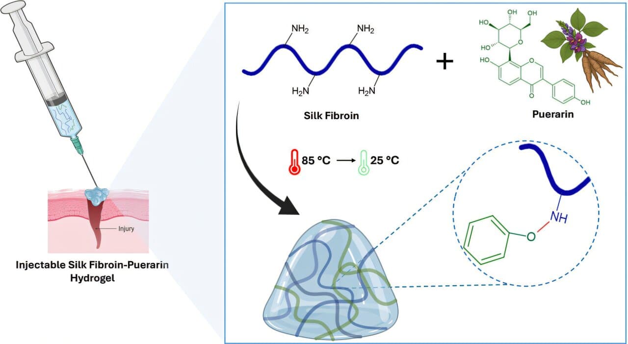 Injectable silk-kudzu hydrogel achieves complete wound closure in lab tests