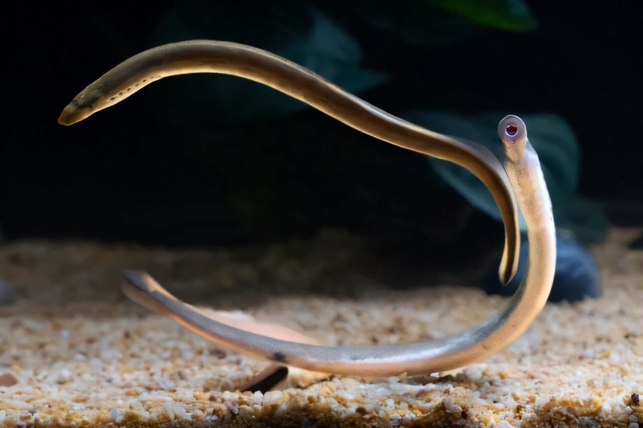 Lamprey brain atlas maps 450-million-year blueprint of vertebrate neurology