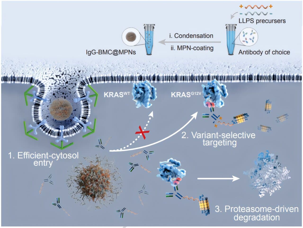 Northwestern scientists develop synthetic biomolecule to degrade disease proteins