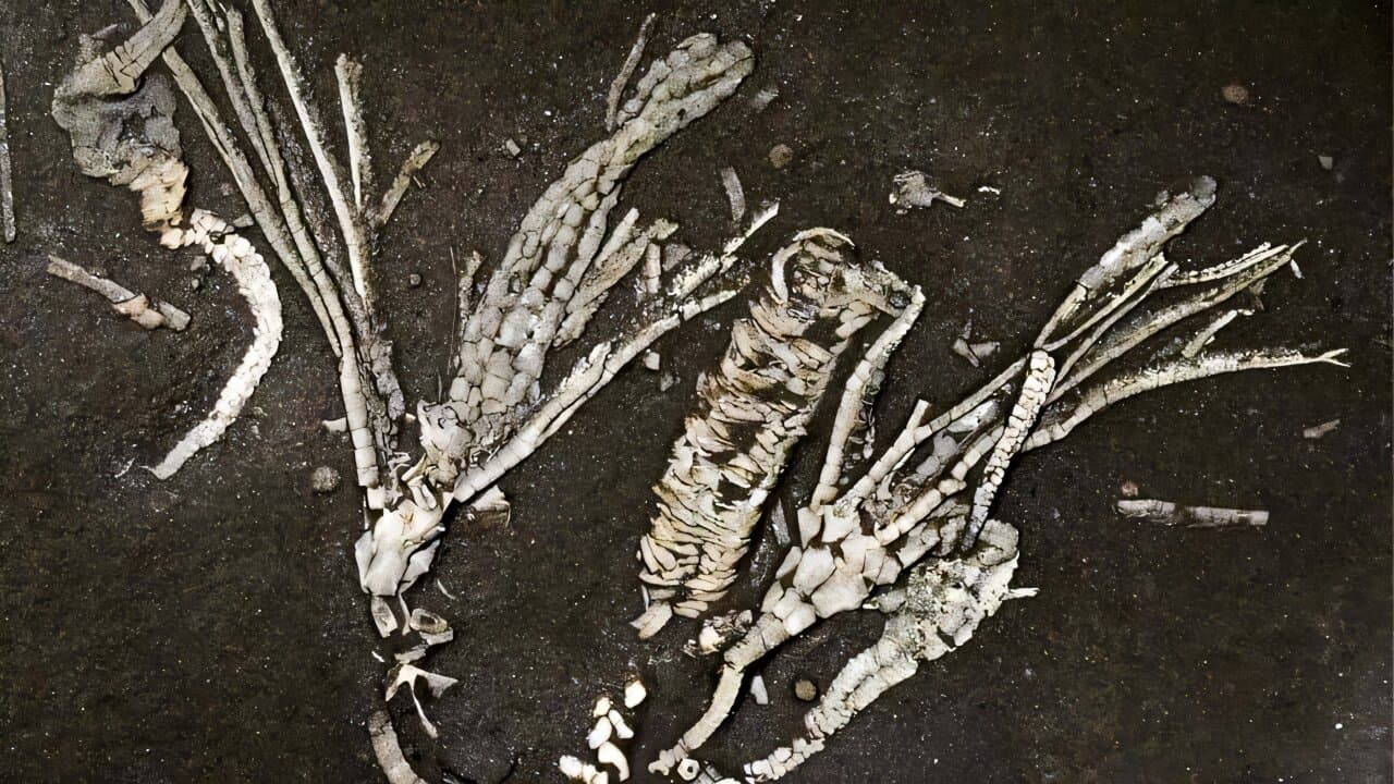 Paleontologists uncover soft tissue in 450-million-year-old crinoid fossil