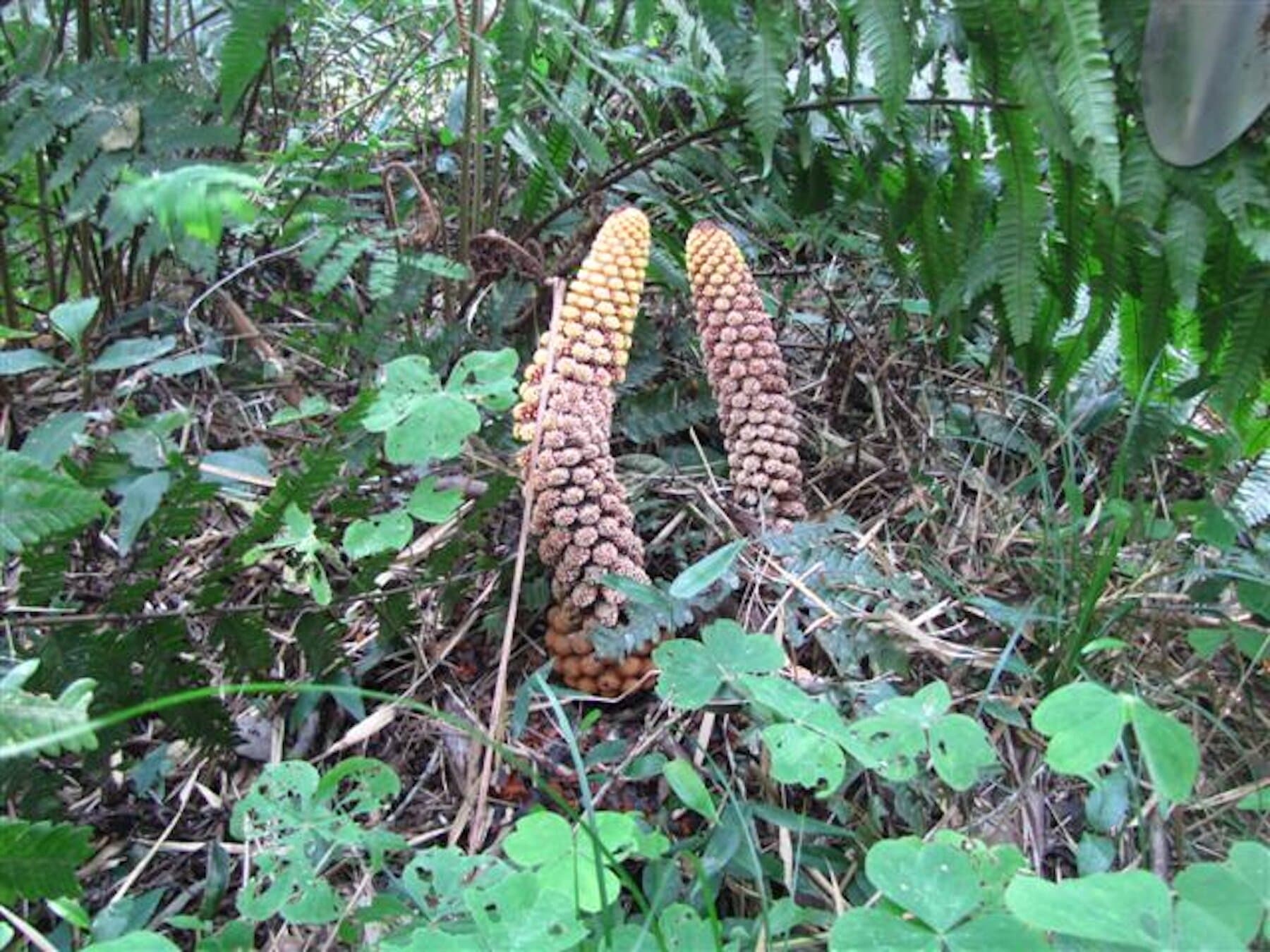 Parasitic plant replaces own genes with host DNA to survive