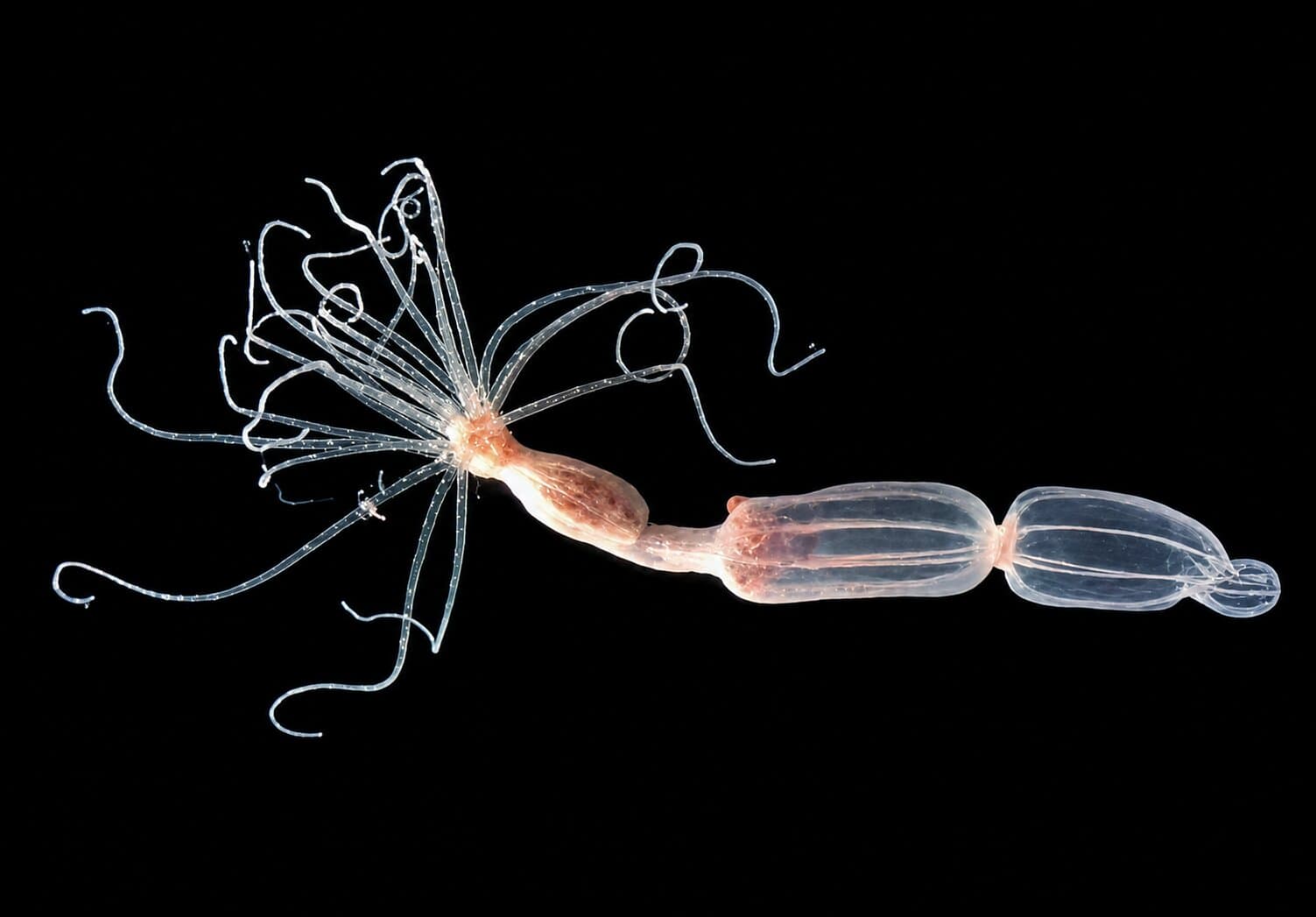 Sea anemones reveal alternative antiviral defense mechanism in animals