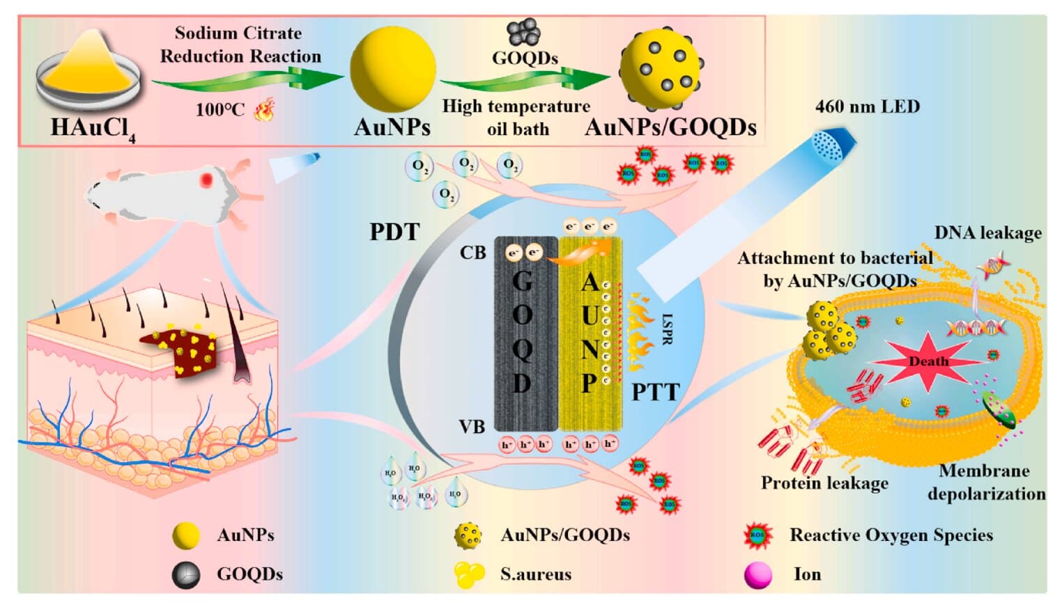 Gold-graphene nanodots accelerate wound healing through bacterial control and tissue regeneration