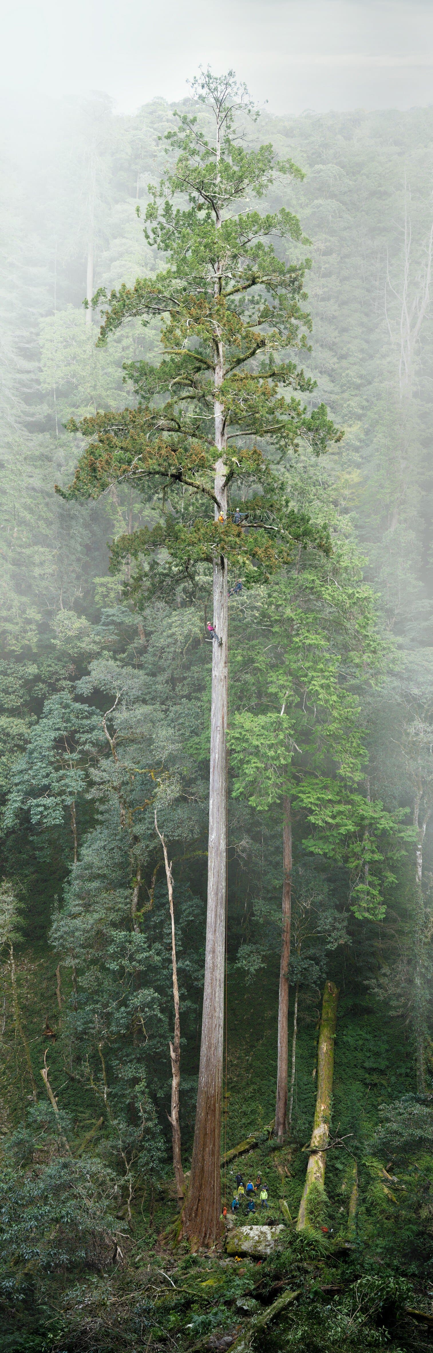 Taiwan identifies East Asia's tallest tree after decade-long search