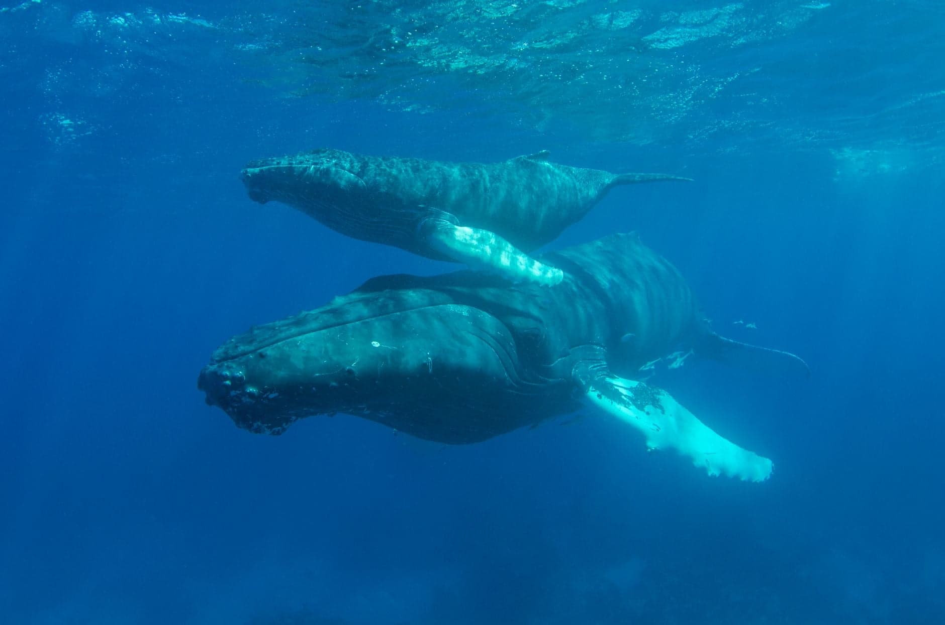 Humpback whales birth calves far south of known range, UNSW study finds