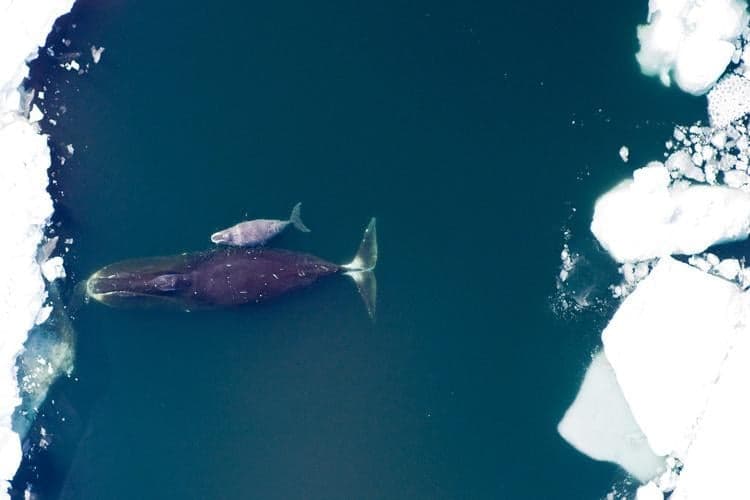 Bowhead whale genome reveals enhanced DNA repair mechanism linked to cancer resistance