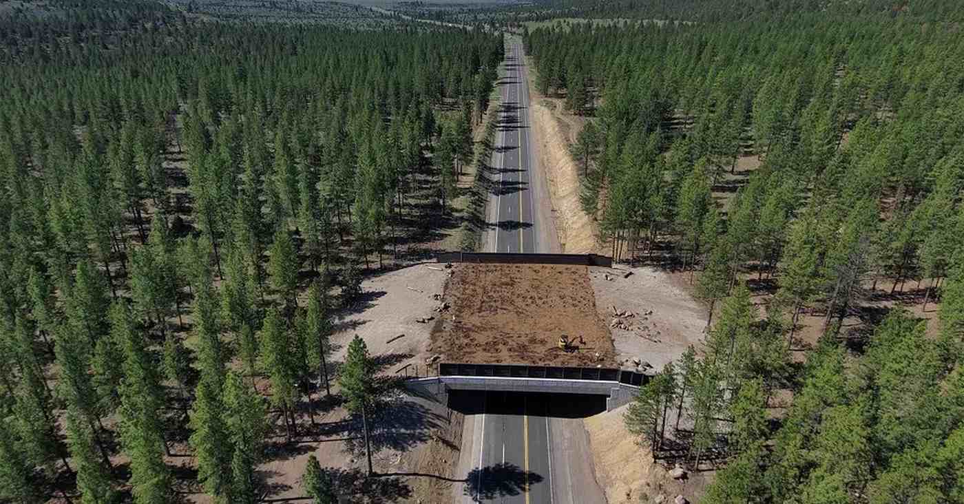 California's $20 million wildlife overpass used by mule deer before completion