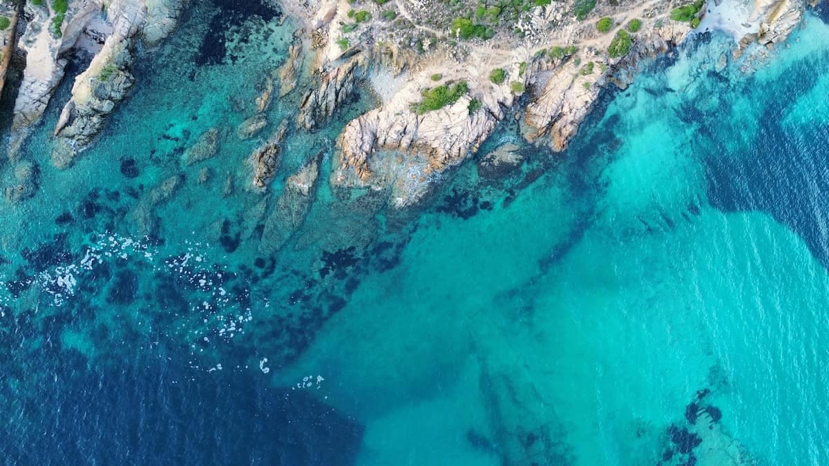 Greenland study reveals seaweed forests absorb far more carbon than previously estimated
