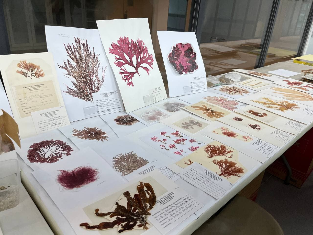 Philippine research museum documents marine biodiversity to support ocean conservation