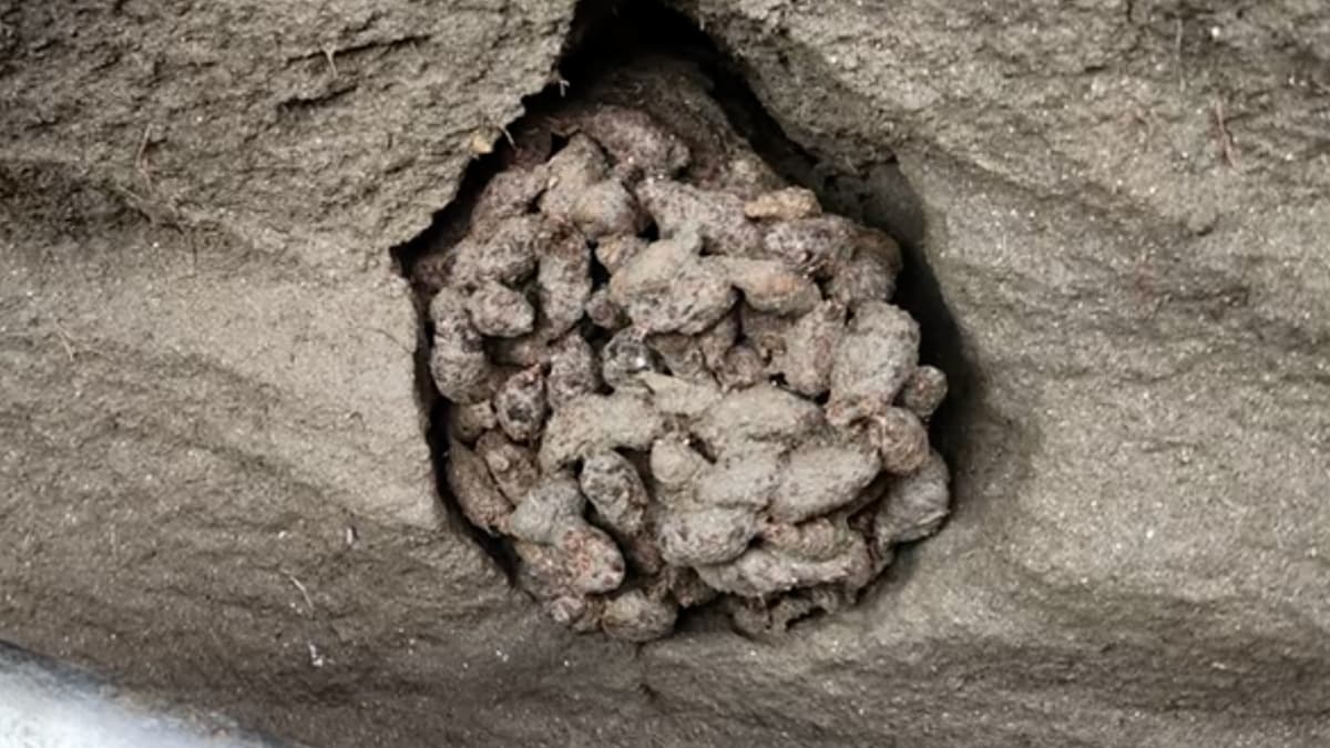 Ancient DNA from extinct mammals recovered in frozen squirrel feces