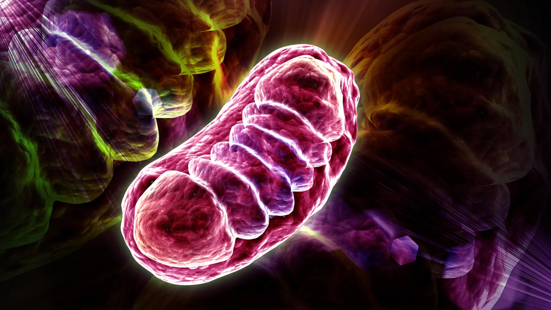 Declining nutrient drives aging cells, restored in laboratory tests
